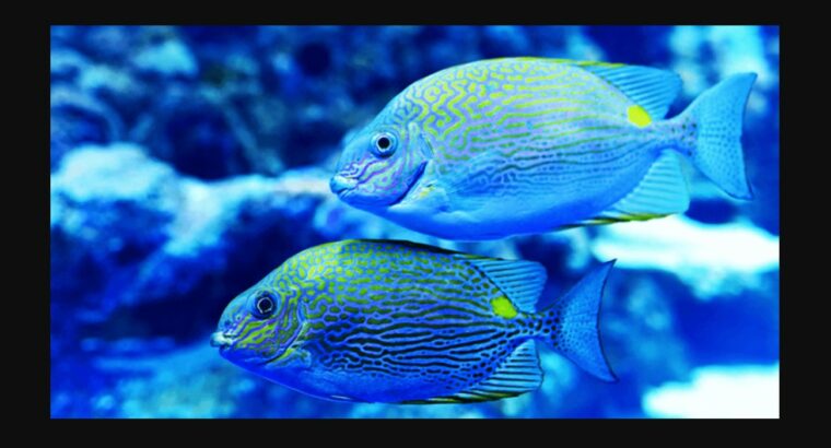 Test Ad 2